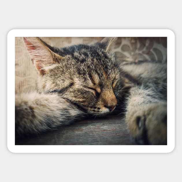 sleeping cat Sticker by psychoshadow